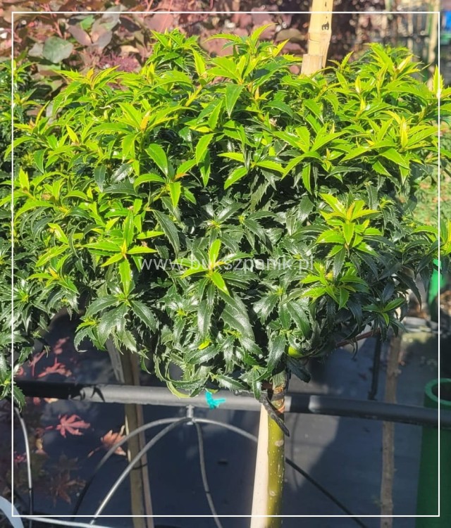 Ostrokrzew kolczasty Heckenzwerg Pa60-80cm C10l - Ilex aquifolium