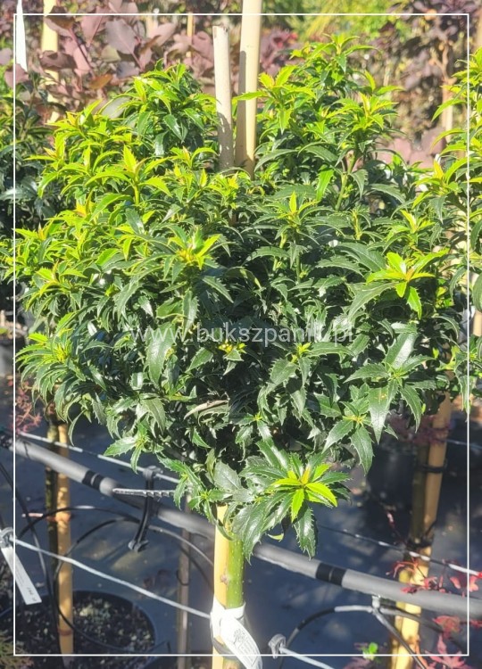 Ostrokrzew kolczasty Heckenzwerg Pa60-80cm C10l - Ilex aquifolium