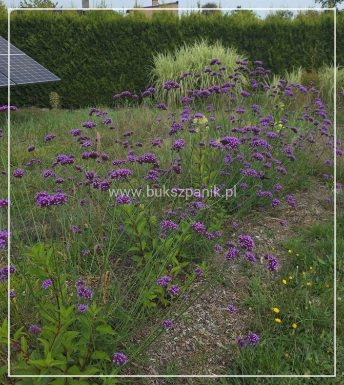 Werbena Patagońska- Verbena bonariensis