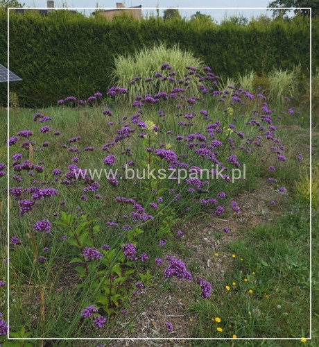 Werbena Patagońska- Verbena bonariensis