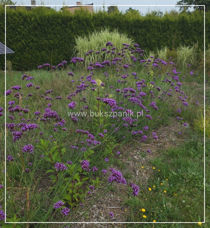 Werbena Patagońska- Verbena bonariensis