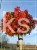 Ambrowiec amerykański Gum Ball- Liquidambar styraciflua-