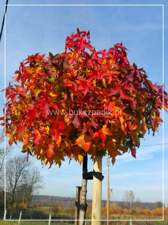 Ambrowiec amerykański Gum Ball- Liquidambar styraciflua-