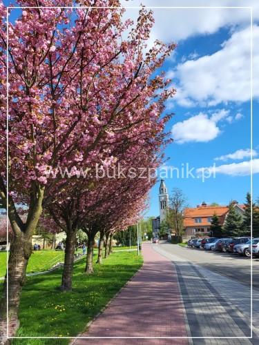 Wiśnia piłkowana KANZAN - Prunus serrulata PA 220cm ob. 14-16cm