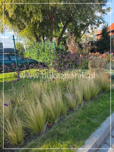Ostnica cieniutka 'Ponytails' - Stipa tenuissima
