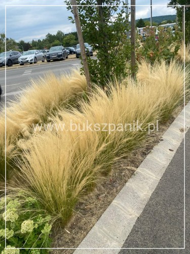 Ostnica cieniutka 'Ponytails' - Stipa tenuissima