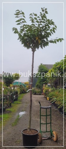 Wiśnia piłkowana KANZAN - Prunus serrulata PA 220cm ob. 12-14 cm