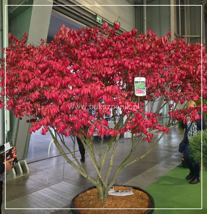 Trzmielina oskrzydlona - Euonymus alatus