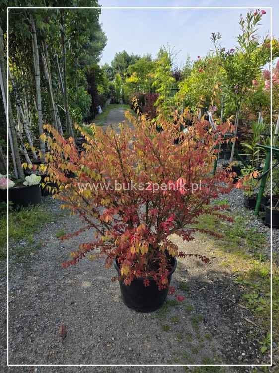 Trzmielina oskrzydlona - Euonymus alatus
