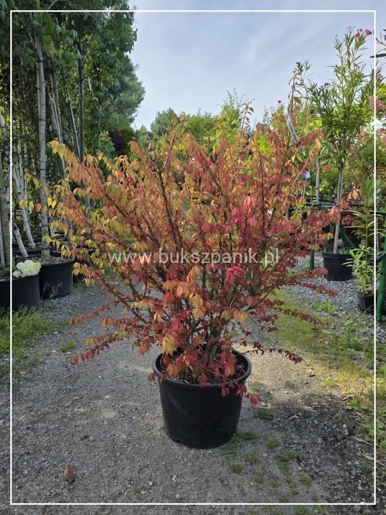 Trzmielina oskrzydlona - Euonymus alatus