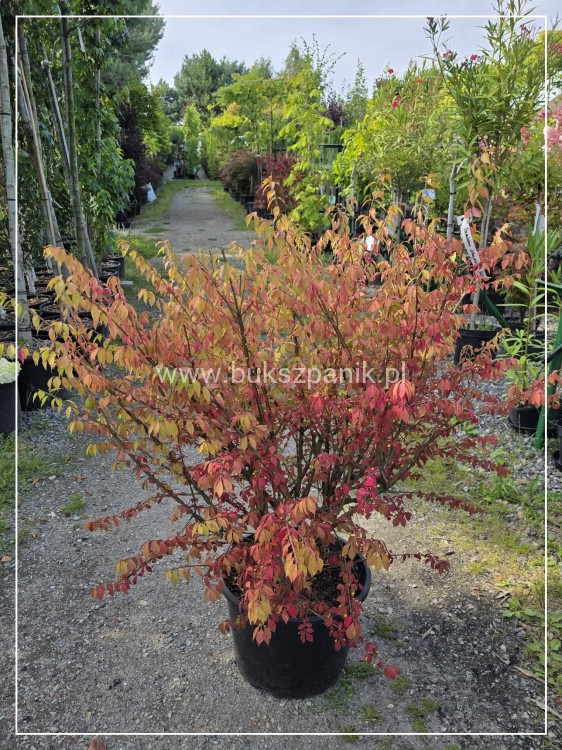 Trzmielina oskrzydlona - Euonymus alatus
