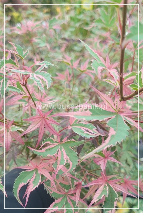 Klon palmowy BUTTERFLY - Acer palmatum