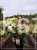 Hortensja bukietowa- PETITE STAR ‘COUSTAR02’ Hydrangea paniculata C5l