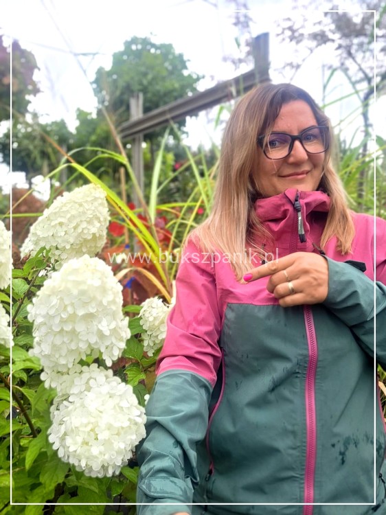 Hortensja bukietowa 'POLAR BEAR' - Hydrangea paniculata C5