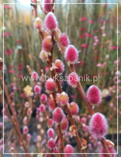 Wierzba smukłoszyjkowa 'Mt Aso'-Salix gracilistyla PA100cm
