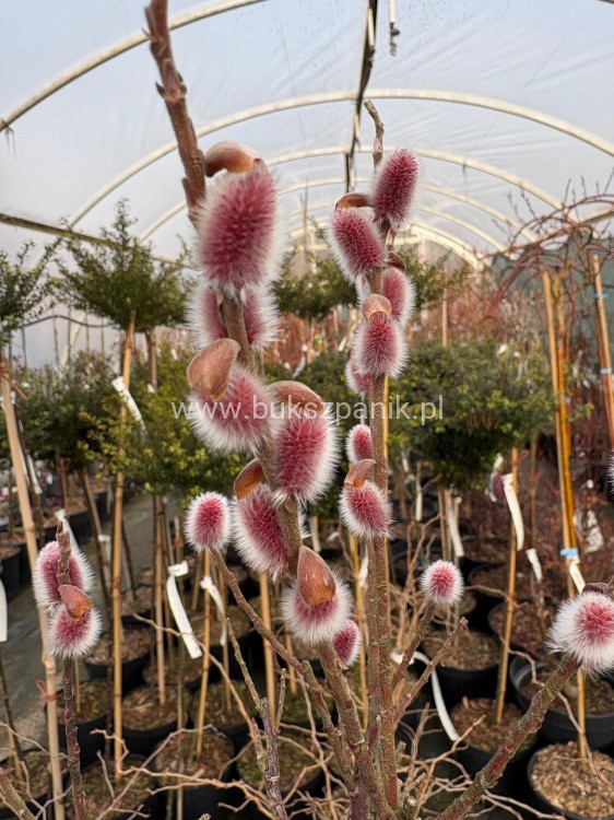 Wierzba smukłoszyjkowa 'Mt Aso'-Salix gracilistyla PA100cm