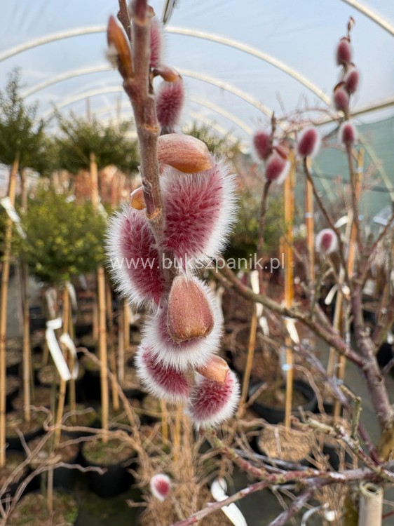 Wierzba smukłoszyjkowa 'Mt Aso'-Salix gracilistyla PA100cm