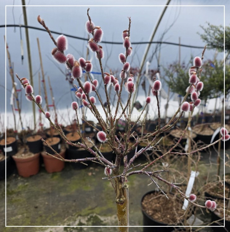Wierzba smukłoszyjkowa 'Mt Aso'-Salix gracilistyla PA100cm