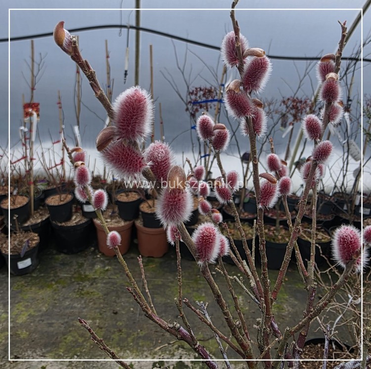 Wierzba smukłoszyjkowa 'Mt Aso'-Salix gracilistyla PA100cm