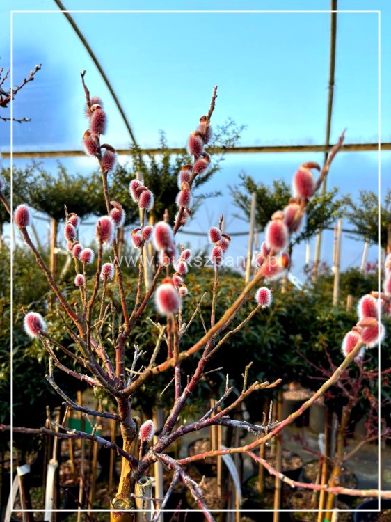 Wierzba smukłoszyjkowa 'Mt Aso'-Salix gracilistyla PA100cm