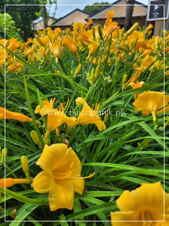 Liliowiec 'Stella de Oro' - Hemerocallis C5