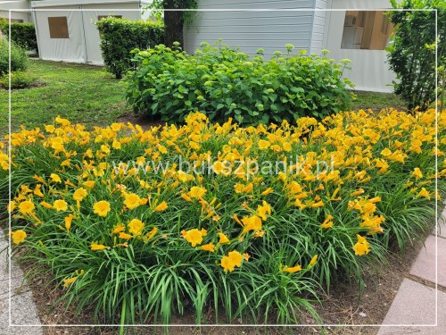 Liliowiec 'Stella de Oro' - Hemerocallis C5