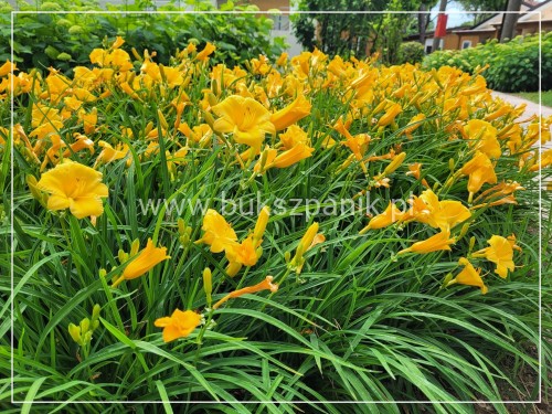 Liliowiec 'Stella de Oro' - Hemerocallis C5