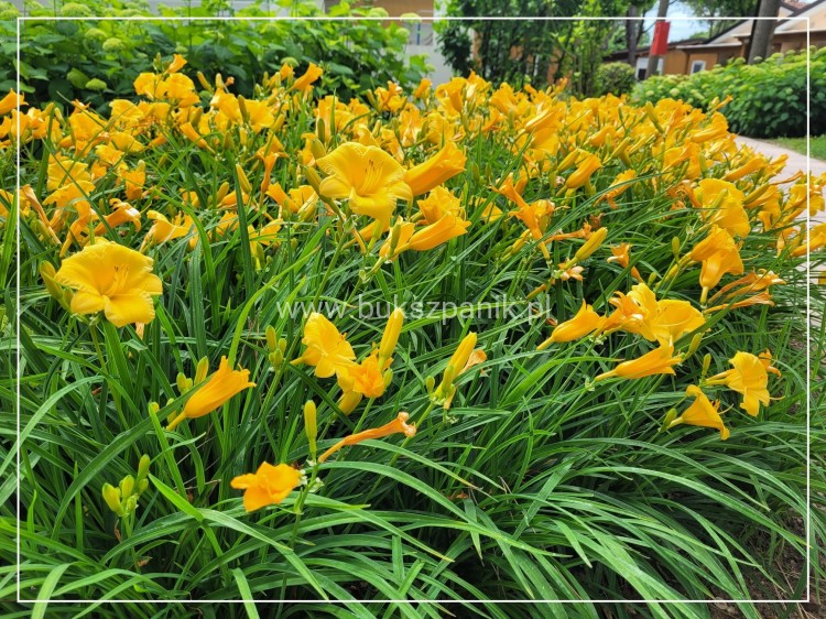 Liliowiec 'Stella de Oro' - Hemerocallis C5