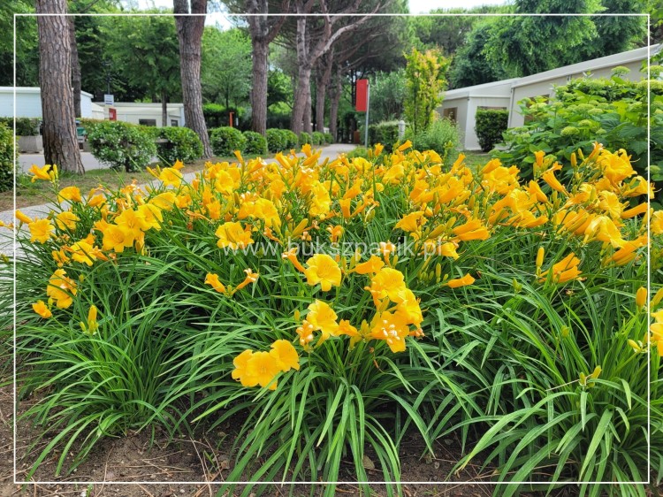Liliowiec 'Stella de Oro' - Hemerocallis C5