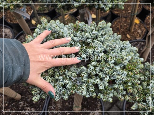 Jodła KOREAŃSKA Kohout's Icebreaker' Abies koreana