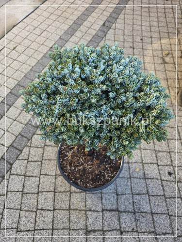 Jodła KOREAŃSKA Kohout's Icebreaker' Abies koreana