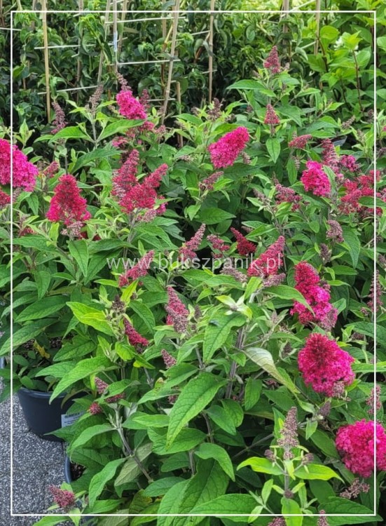 Budleja Dawida BUTTERFLY CANDY LITTLE RUBY- BUddleja davidii
