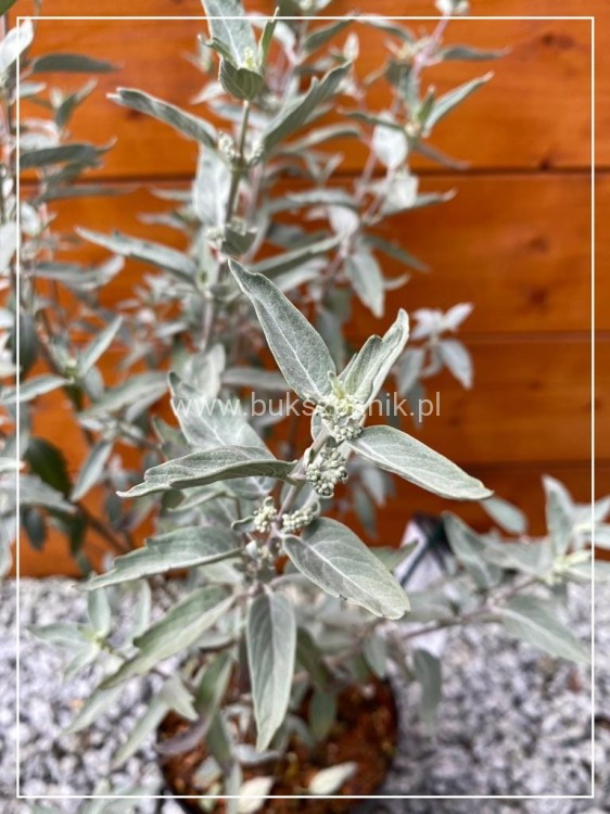 Barbula klandońska STERLING SILVER 'Lissilv' Caryopteris clandonensis (