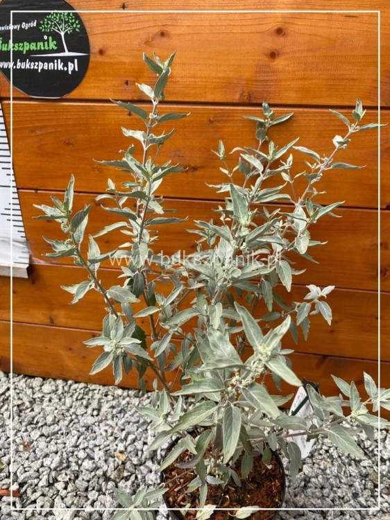 Barbula klandońska STERLING SILVER 'Lissilv' Caryopteris clandonensis (