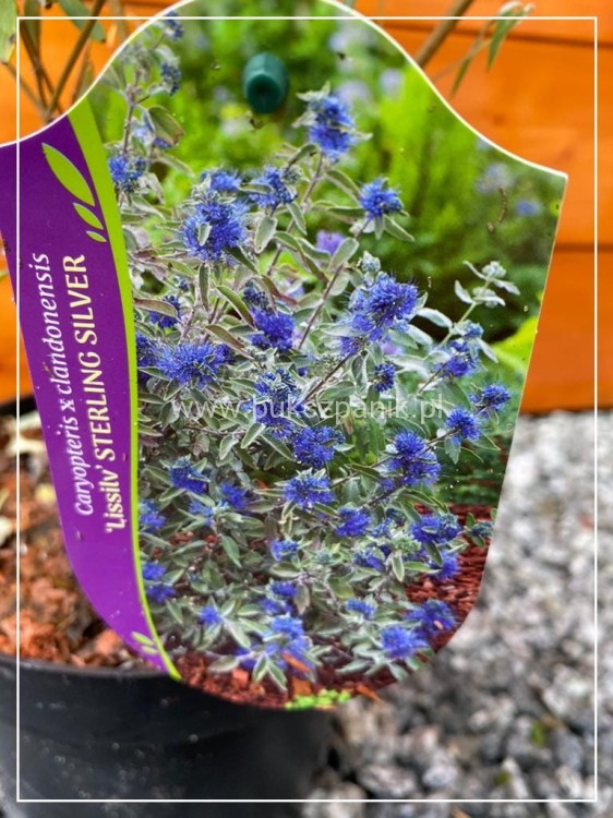Barbula klandońska STERLING SILVER 'Lissilv' Caryopteris clandonensis (