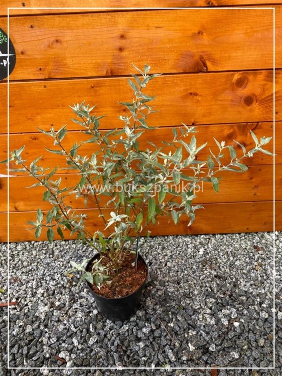Barbula klandońska STERLING SILVER 'Lissilv' Caryopteris clandonensis (