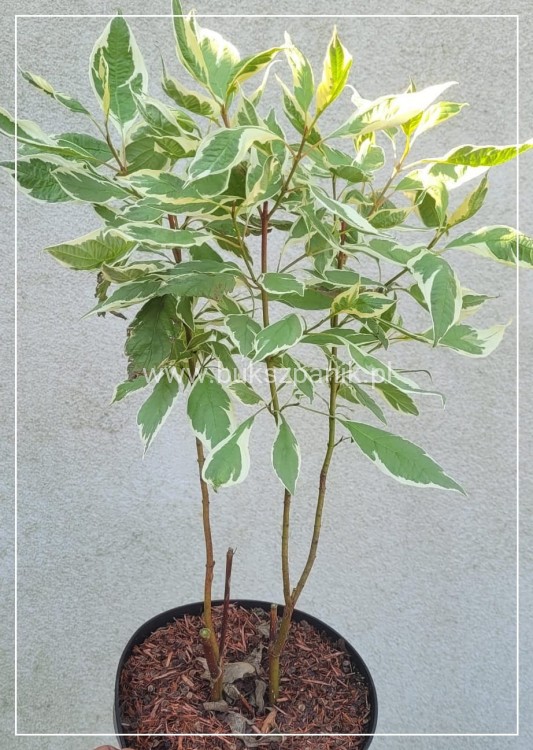 Dereń biały 'Elegantissima' - Cornus alba C3