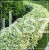 Dereń biały 'Elegantissima' - Cornus alba C3