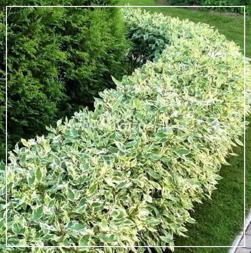 Dereń biały 'Elegantissima' - Cornus alba C3
