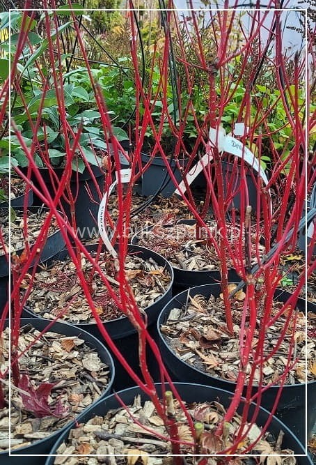 Dereń biały 'Elegantissima' - Cornus alba C3