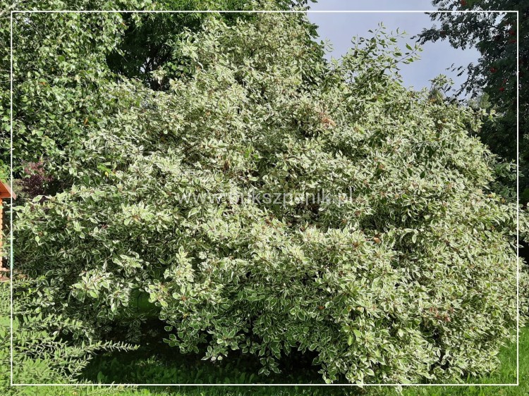 Dereń biały 'Elegantissima' - Cornus alba C3