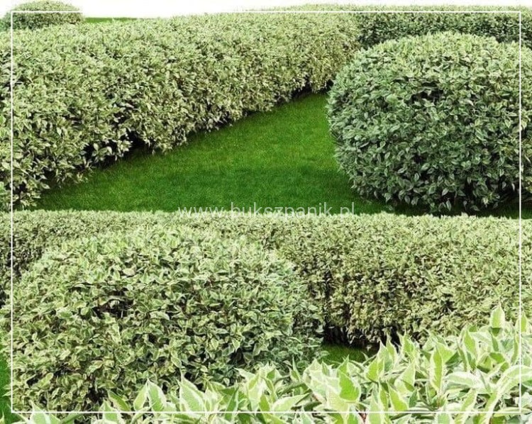 Dereń biały 'Elegantissima' - Cornus alba C3