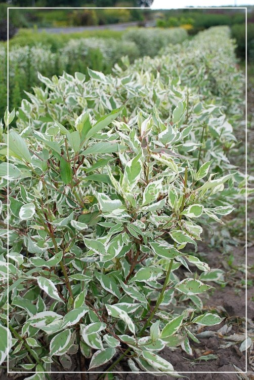 Dereń biały 'Elegantissima' - Cornus alba C3