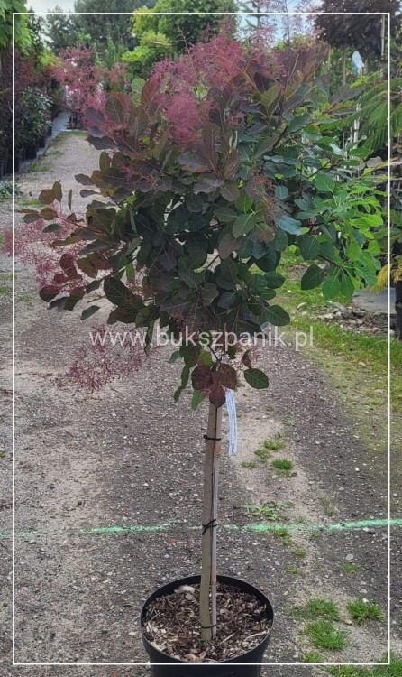 Perukowiec podolski DUSKY MAIDEN 'Londus' Cotinus coggygria,
