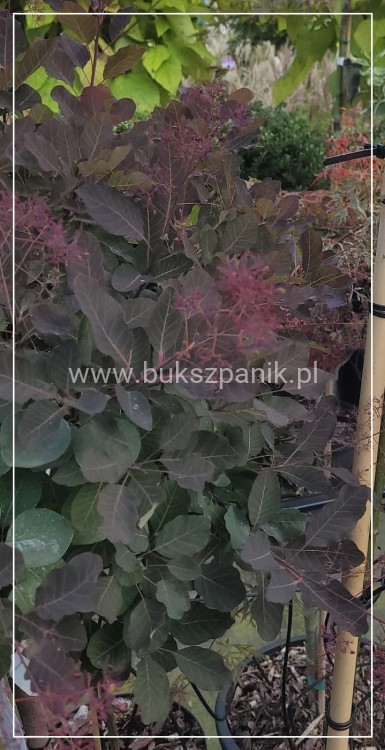 Perukowiec podolski DUSKY MAIDEN 'Londus' Cotinus coggygria