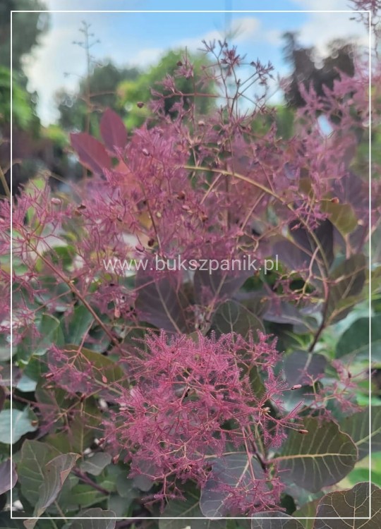 Perukowiec podolski DUSKY MAIDEN 'Londus' Cotinus coggygria,