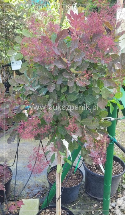 Perukowiec podolski DUSKY MAIDEN 'Londus' Cotinus coggygria,