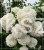 Kalina koralowa ROSEUM- Viburnum opulus C3