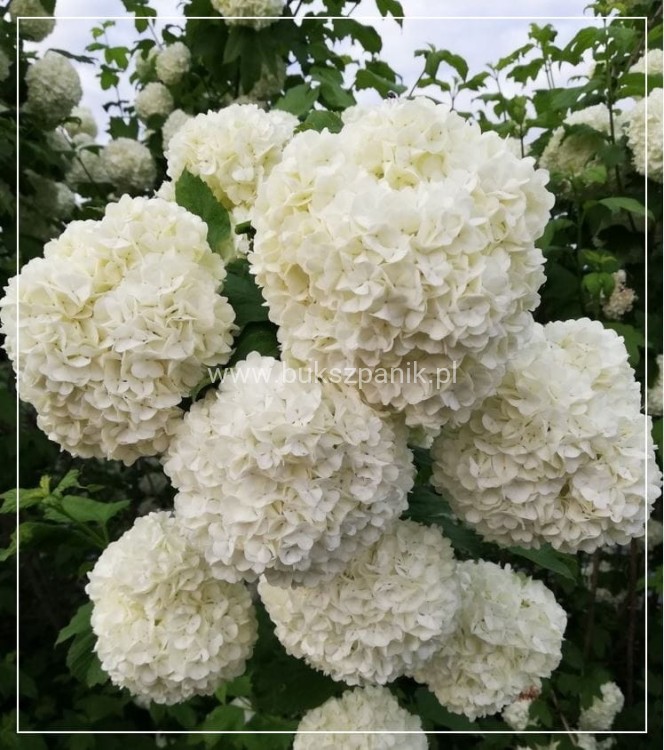 Kalina koralowa ROSEUM- Viburnum opulus C3