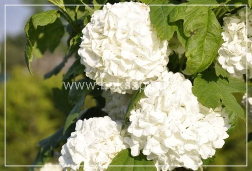 Kalina koralowa ROSEUM- Viburnum opulus C3